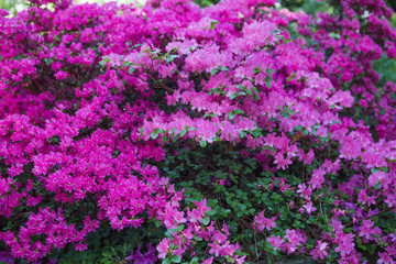 'Hinodegiri' Rhododendron plants in bloom with flowers of different colors. Azalea bushes in the park