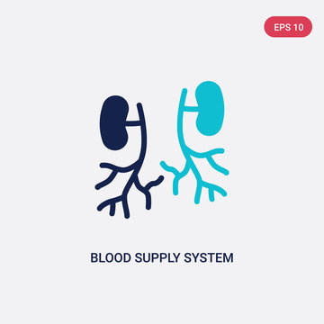 two color blood supply system vector icon from human body parts concept. isolated blue blood supply system vector sign symbol can be use for web, mobile and logo. eps 10