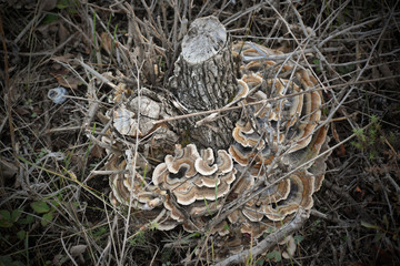 Rising from the dead - mushroom on tree trunk