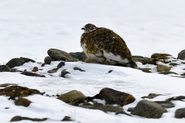 Lagopède alpin, femelle, .Lagopus muta, Rock Ptarmigan