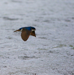 hirondelle bicolore © Pascal Huot