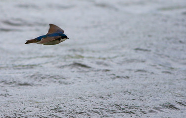 hirondelle bicolore © Pascal Huot