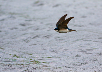 hirondelle bicolore © Pascal Huot