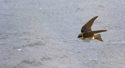 hirondelle bicolore © Pascal Huot