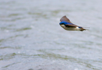 hirondelle bicolore © Pascal Huot