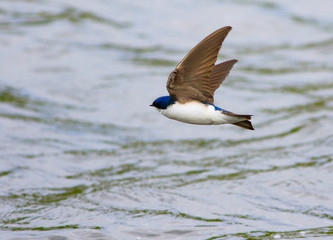 hirondelle bicolore © Pascal Huot