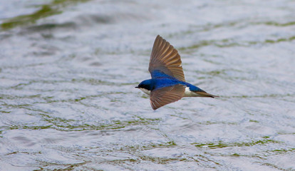 hirondelle bicolore © Pascal Huot