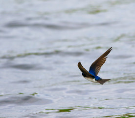 hirondelle bicolore © Pascal Huot