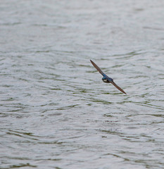 hirondelle bicolore © Pascal Huot