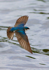 hirondelle bicolore © Pascal Huot