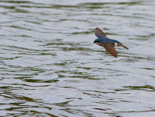 hirondelle bicolore © Pascal Huot