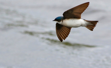 hirondelle bicolore © Pascal Huot