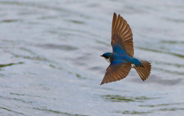 hirondelle bicolore © Pascal Huot