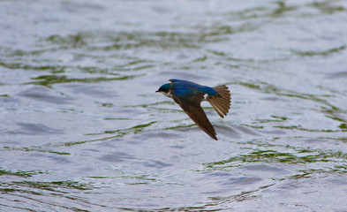 hirondelle bicolore © Pascal Huot
