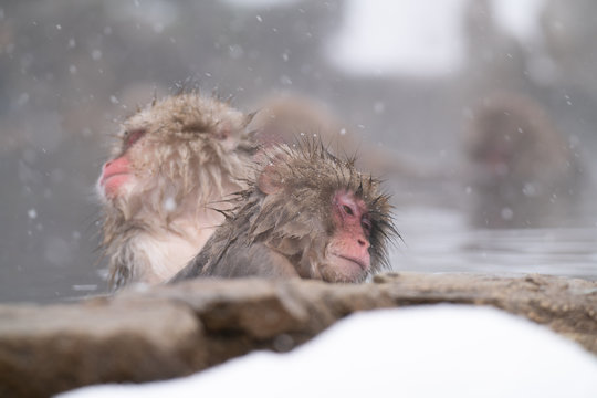 SnowMonkey