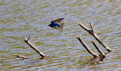 hirondelle bicolore © Pascal Huot