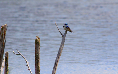 hirondelle bicolore © Pascal Huot