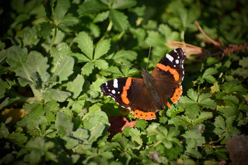 Vutterfly in the garden - Vanessa Atalanta