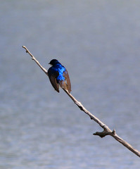 hirondelle bicolore © Pascal Huot
