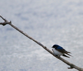 hirondelle bicolore © Pascal Huot