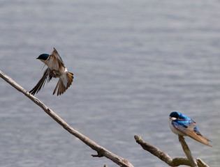 hirondelle bicolore © Pascal Huot