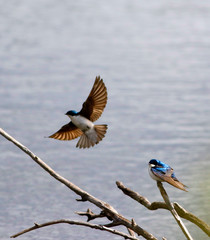 hirondelle bicolore © Pascal Huot