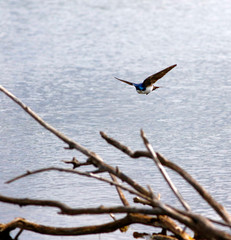 hirondelle bicolore © Pascal Huot