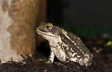 A Gulf Coast toad (Incilius valliceps) sitting  on some garden mulch by a Crepe Myrtle tree during...