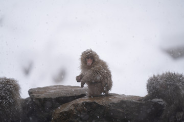 SnowMonkey