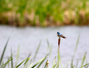 hirondelle bicolore © Pascal Huot