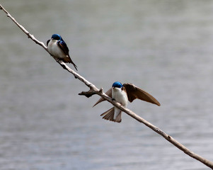 hirondelle bicolore © Pascal Huot