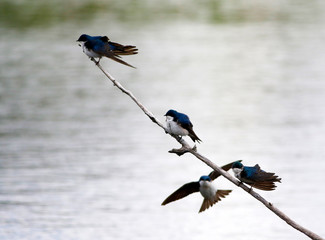 hirondelle bicolore © Pascal Huot