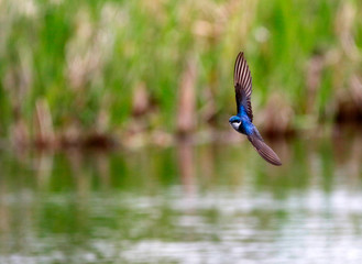 hirondelle bicolore © Pascal Huot