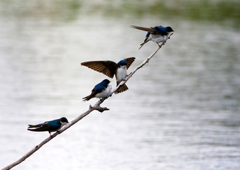 hirondelle bicolore © Pascal Huot