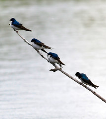 hirondelle bicolore © Pascal Huot