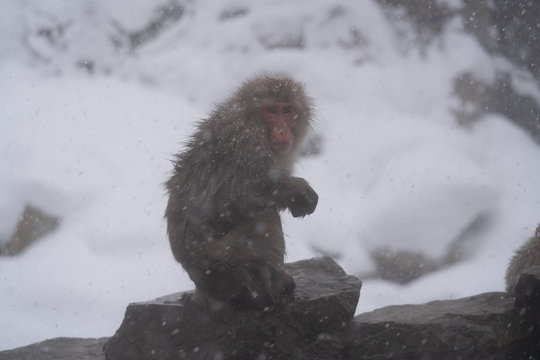 SnowMonkey