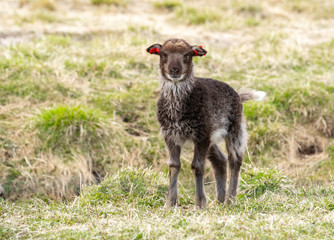 Norwegian sheep on the farm,Vikran, Troms, Norway