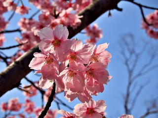 Focus shot on the sakura flower and its tree with blue sky in the monring at Osaka Castel, Japan