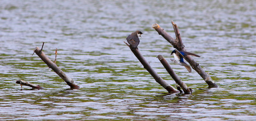 hirondelle bicolore © Pascal Huot