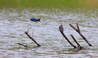 hirondelle bicolore © Pascal Huot