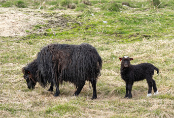 Norwegian sheep on the farm,Vikran, Troms, Norway