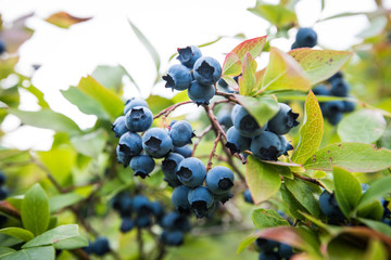Blueberry Bush - Powered by Adobe