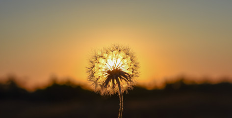 dandelion on sunset background of sky