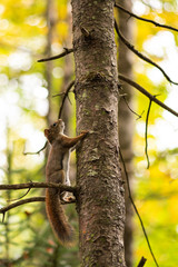 Red Squirrel