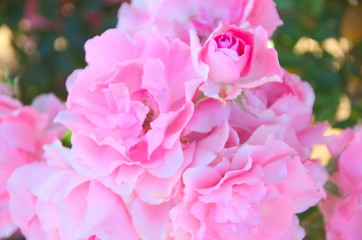 Pink in the garden petals beautiful