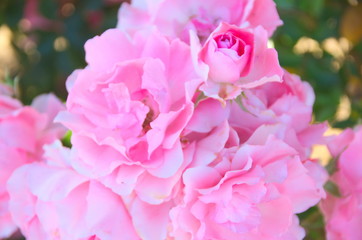 Fototapeta premium Pink in the garden petals beautiful