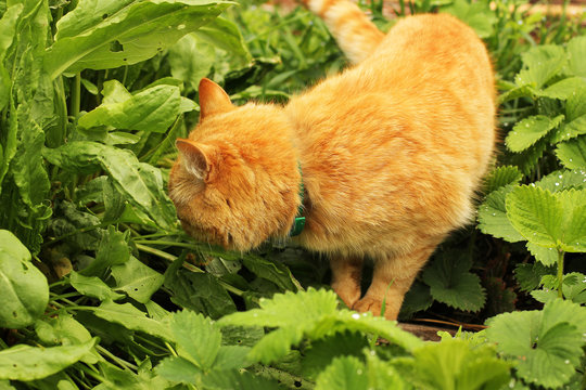 Beautiful cat in the garden. Cat in strawberry