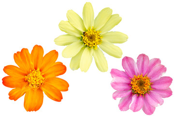Many beautiful chrysanthemum colors with a white background