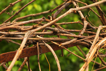 Branches of grapes. Close-up. Background