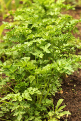 Parsley in the garden. Parsley close up